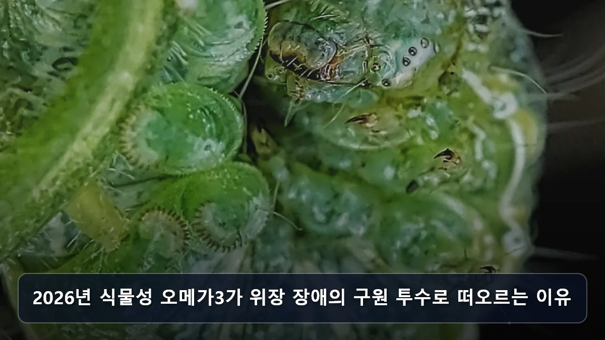 2026년 식물성 오메가3가 위장 장애의 구원 투수로 떠오르는 이유 관련 이미지